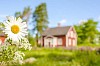 Summer with a daisy in front of a red wooden house