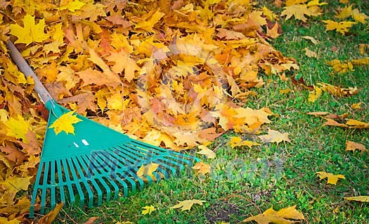 Autumn leaves on grass and a rake