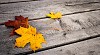 Autumn leaves on wooden background