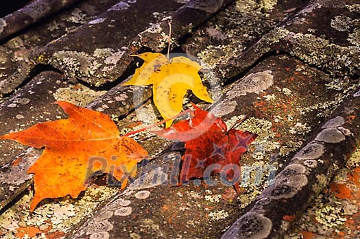 Autumn leaves on old stone