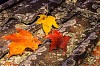 Autumn leaves on old stone