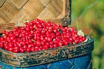 Lingonberry in a blue basket