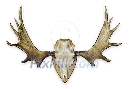 Hunters trophy of elk moose head