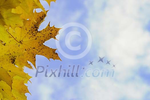 Autumn leaves on blue sky Autumn leaves on blue sky