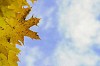 Autumn leaves on blue sky