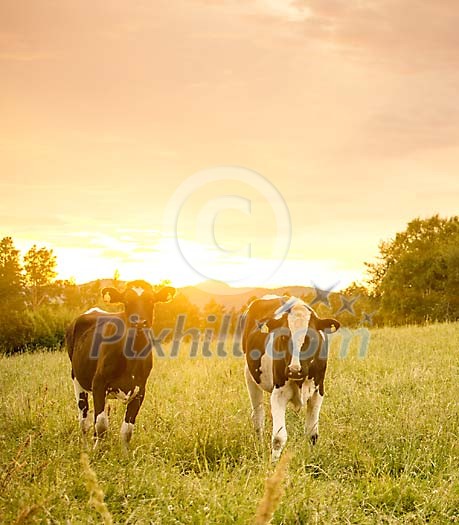 Two cows on the meadow at sunset