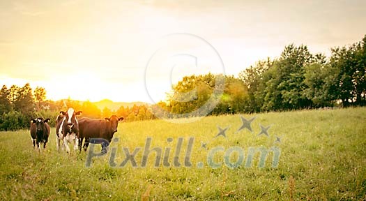 Three cows on the meadow