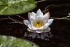 White water lily on the water