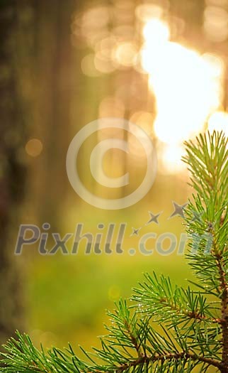 A pine tree framing the lower part of the image