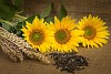 Sunflowers with seeds and wheat