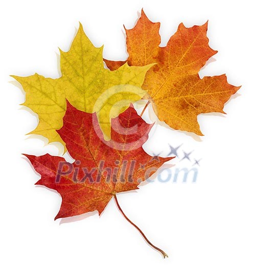 Three maple leaves on a white background