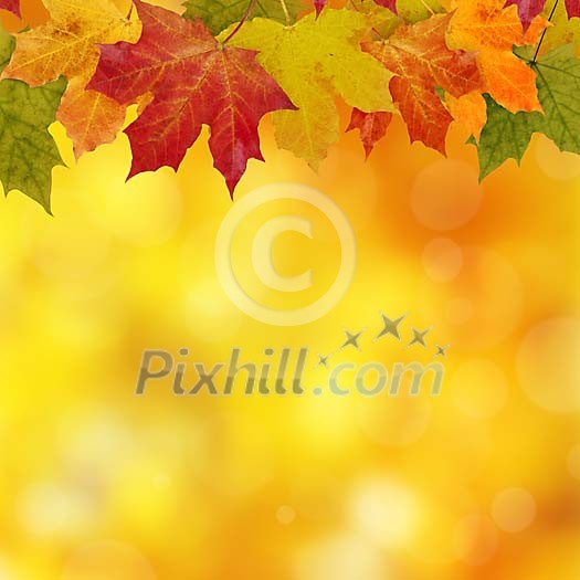 Maple leaves frame on a golden background Maple leaves frame on a golden background