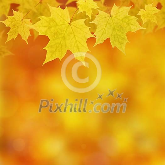 Yellow maple leaves frame