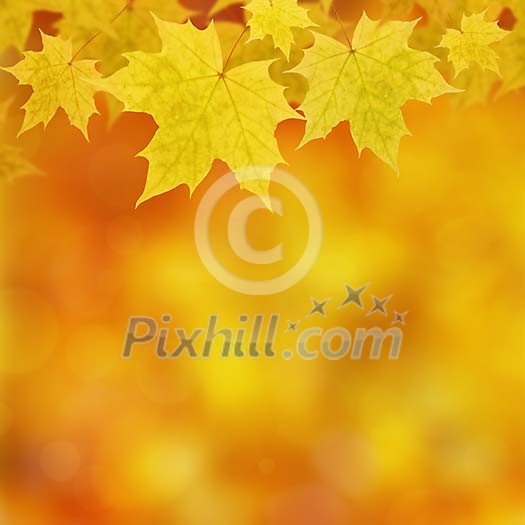 Yellow maple leaves frame Yellow maple leaves frame