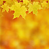 Yellow maple leaves frame