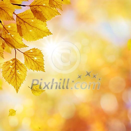 Birch leaves on a golden background