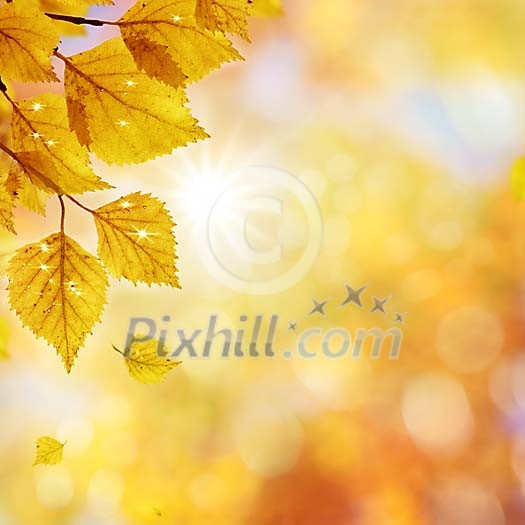 Birch leaves on a golden background Birch leaves on a golden background