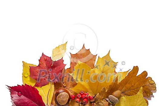 Collection of different leaves on a white background