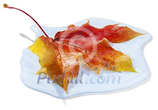 Maple leaf on a waterdrop Maple leaf on a waterdrop