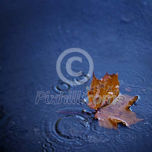 Maple leaf floating in the rain Maple leaf floating in the rain
