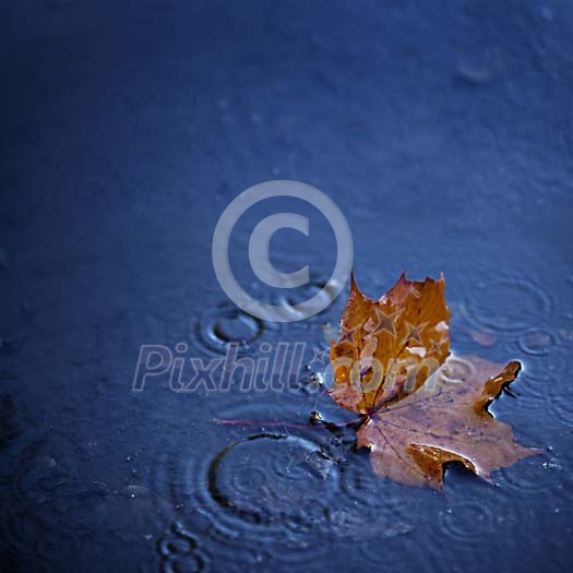 Maple leaf floating in the rain