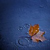 Maple leaf floating in the rain