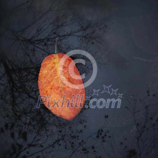 Single leaf floating on the water Single leaf floating on the water