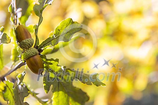 Acorns on the oaktree Acorns on the oaktree