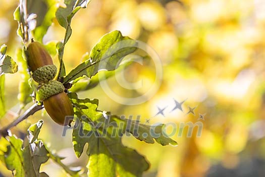 Acorns on the oaktree