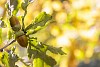 Acorns on the oaktree