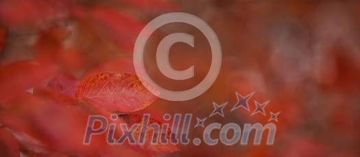 Red leaves background Red leaves background