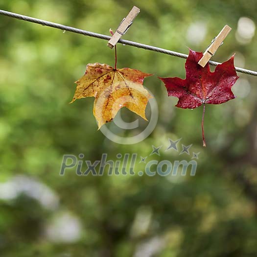 Maple leaves hanged to dry up