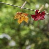Maple leaves hanged to dry up