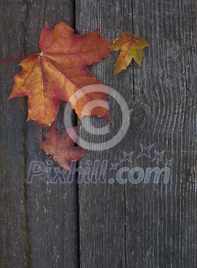 Maple leaves on a wooden surface