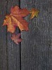 Maple leaves on a wooden surface