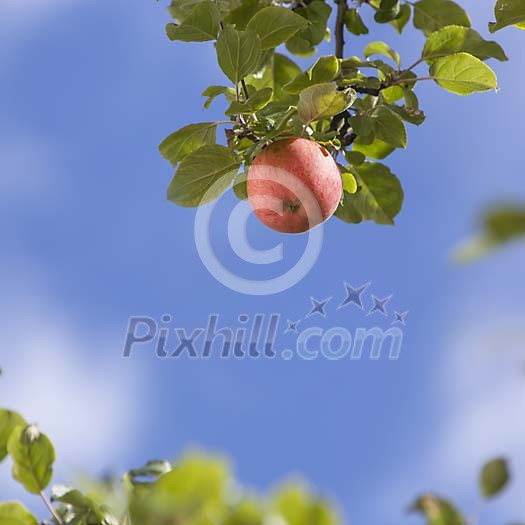 Single apple on the tree
