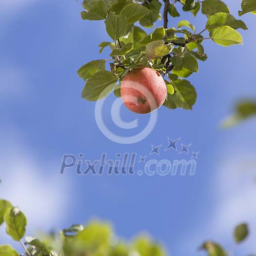 Single apple on the tree Single apple on the tree