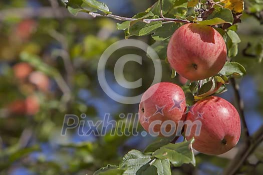 Red apples on the tree