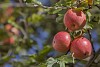 Red apples on the tree