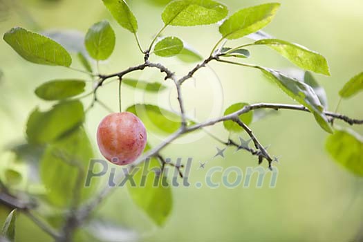 Single plum on the tree