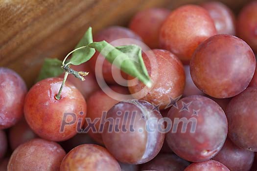 Pile of plums background Pile of plums background
