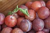 Pile of plums background