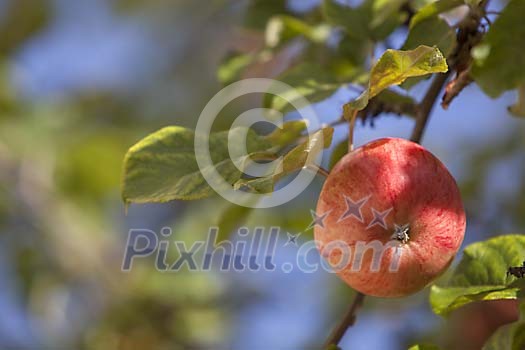 Red apple on the tree