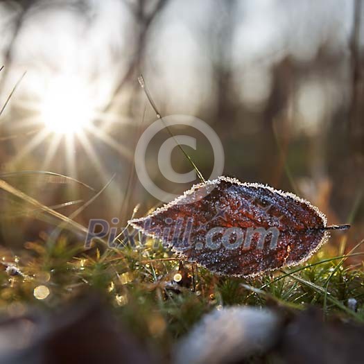 Frosty leaf in the morning sun