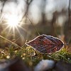 Frosty leaf in the morning sun