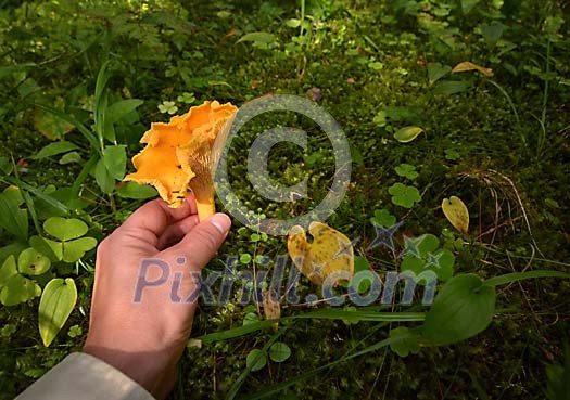 Hand holding a newly picked Chantarelle mushroom Hand holding a newly picked Chantarelle mushroom