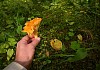 Hand holding a newly picked Chantarelle mushroom