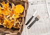 Bucket of fresh Chanerelles ready for cleaning