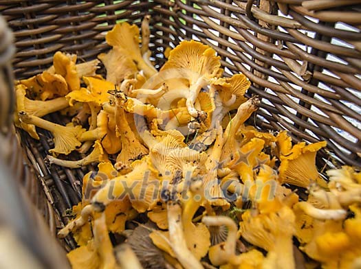 A bucket of freshly picked Chantarelle mushrooms