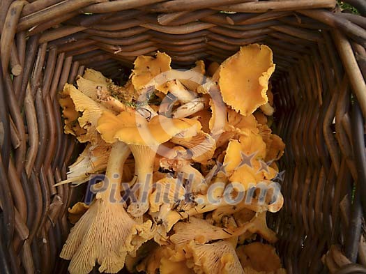Fresh Chanterelles in basket Fresh Chanterelles in basket